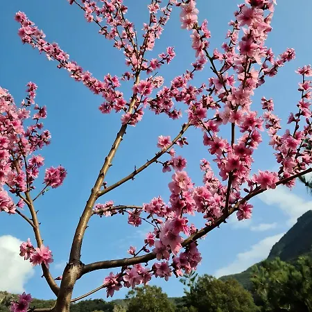 Les Terrasses Du Maquis