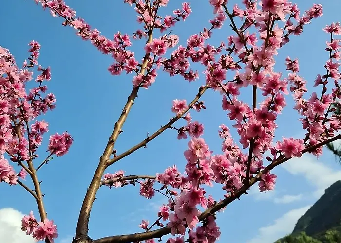Les Terrasses Du Maquis